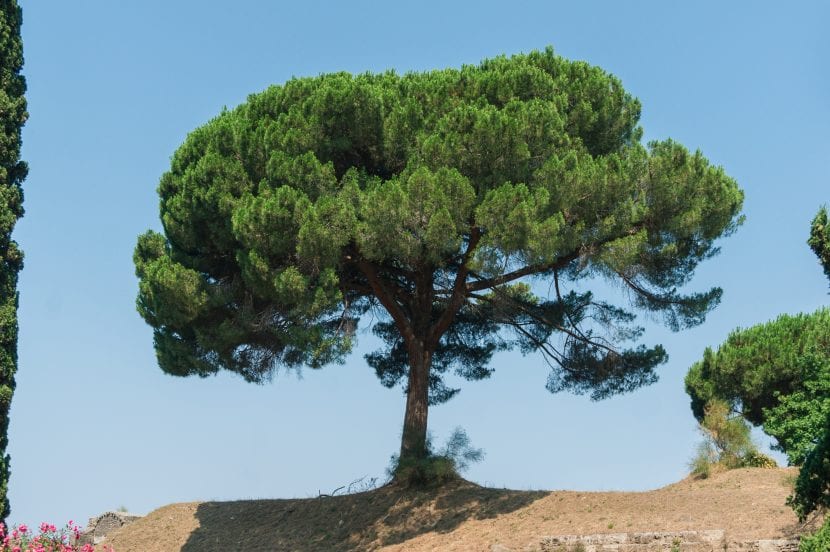 Pinus pinea, el pino piñonero