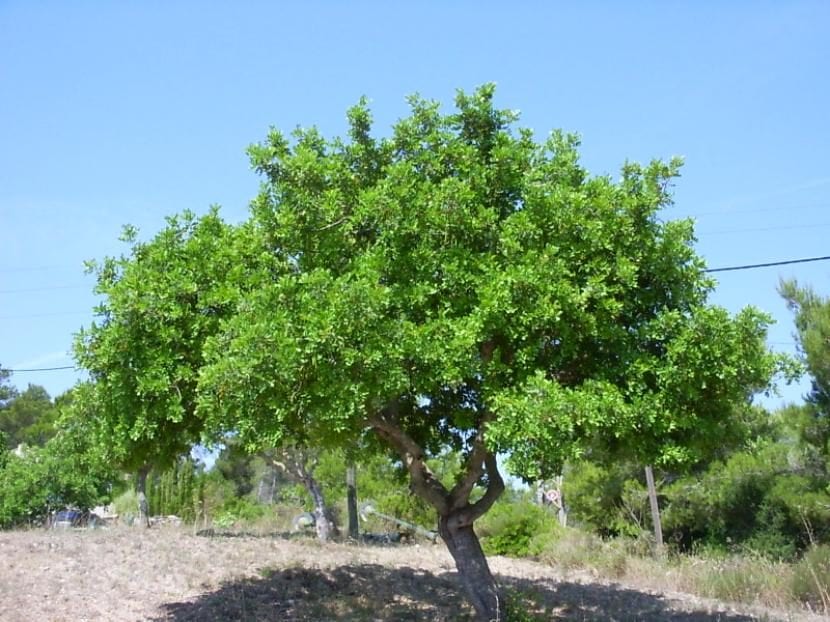 Algarrobo adulto