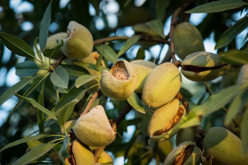 Almendras en el árbol