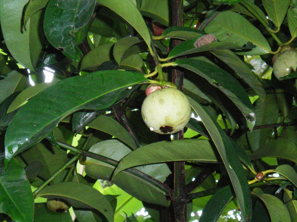 Mangostino