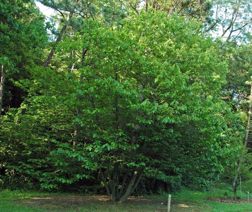 Vista del árbol de Asimina