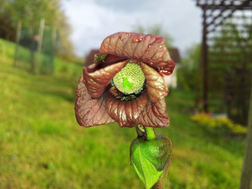 Flor de Asimina triloba