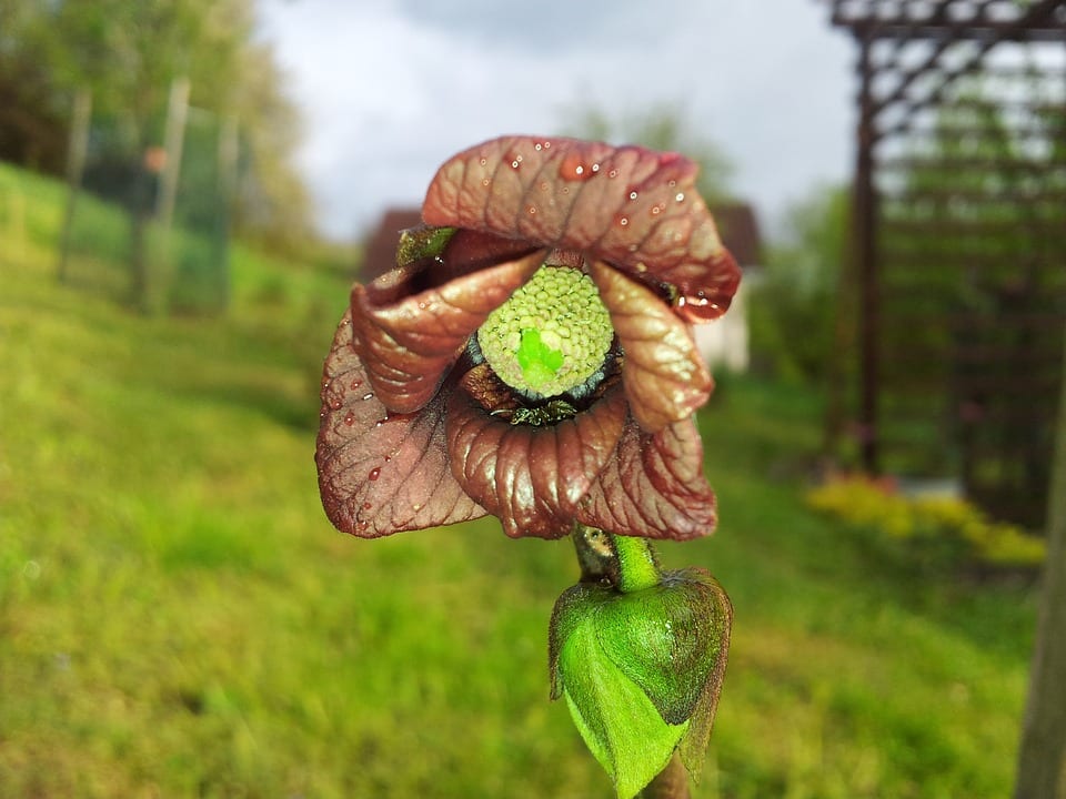 Semillas De Asimina Triloba (Plátano Indio) - Paquete Pequeño, Ideal Para Cultivar Árboles Frutales