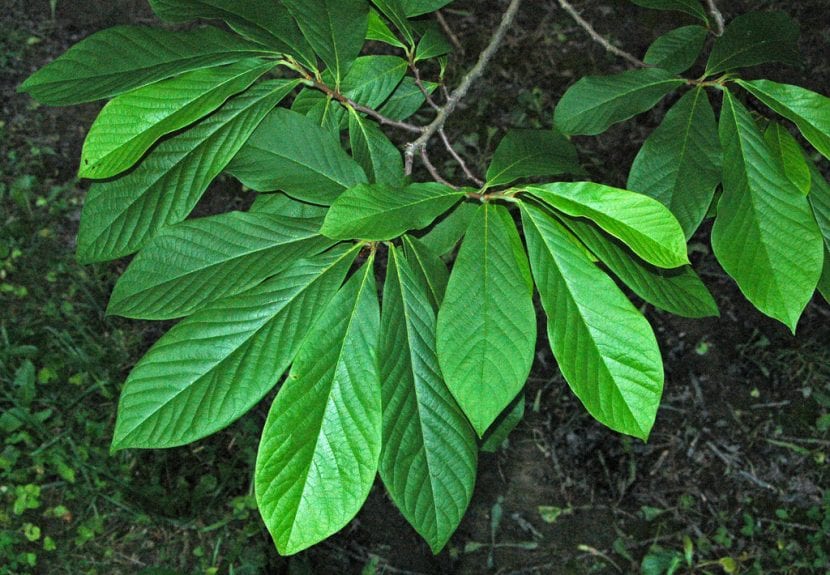 Asimina triloba