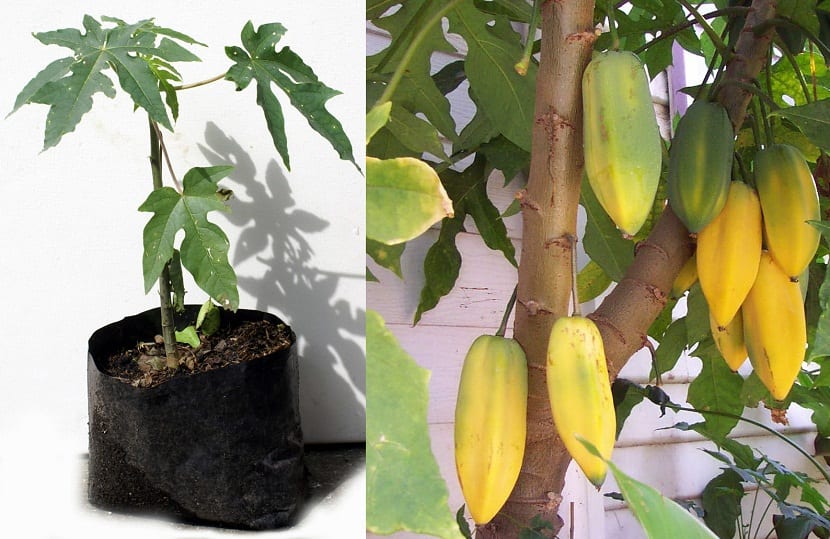 arbol de Babaco lleno de frutos