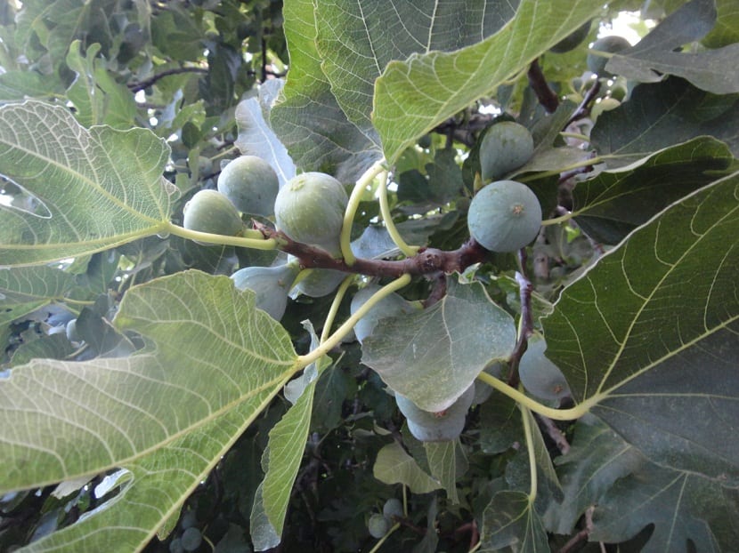 Cultivo del Cabrahigo