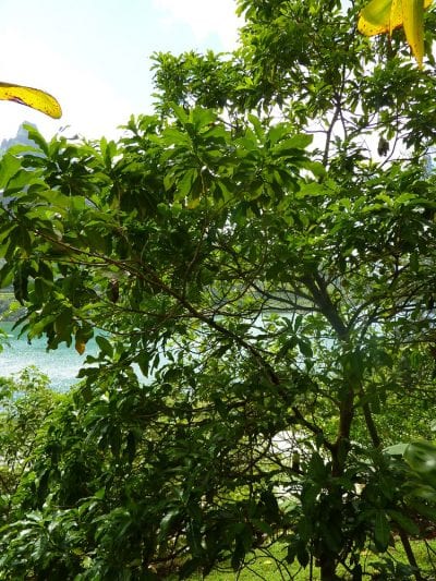Árbol del caimito