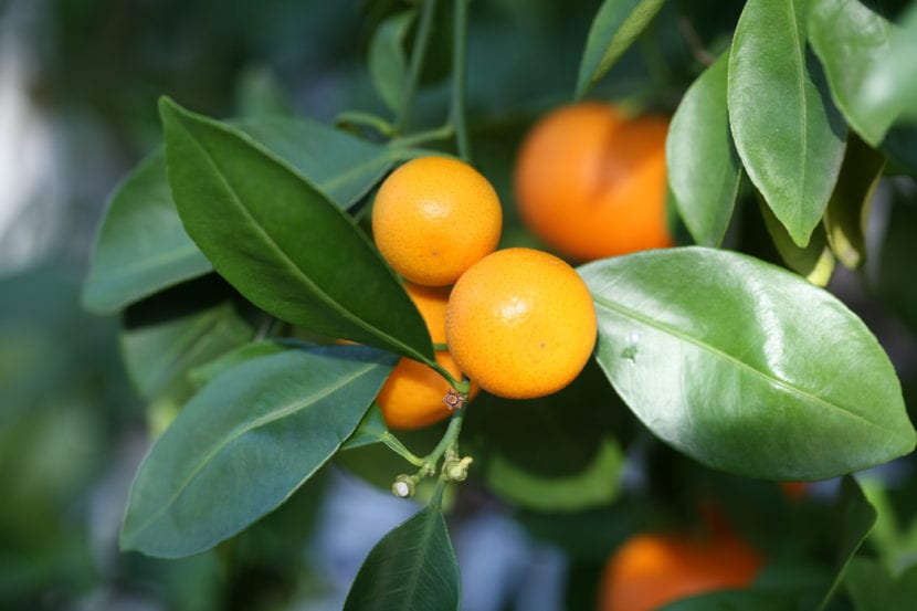 Detalle de los frutos maduros del calamondín