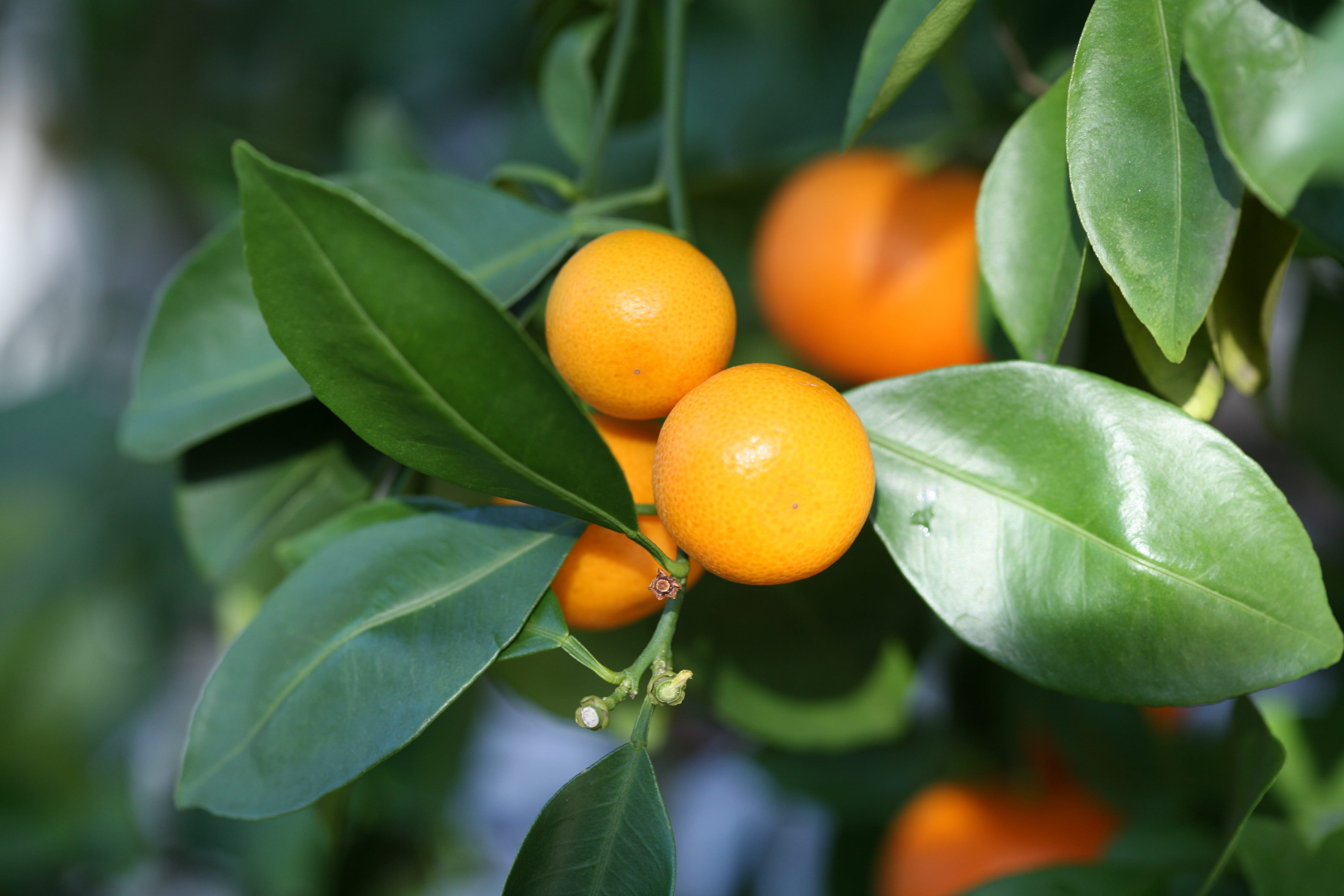 Frutos del calamondín