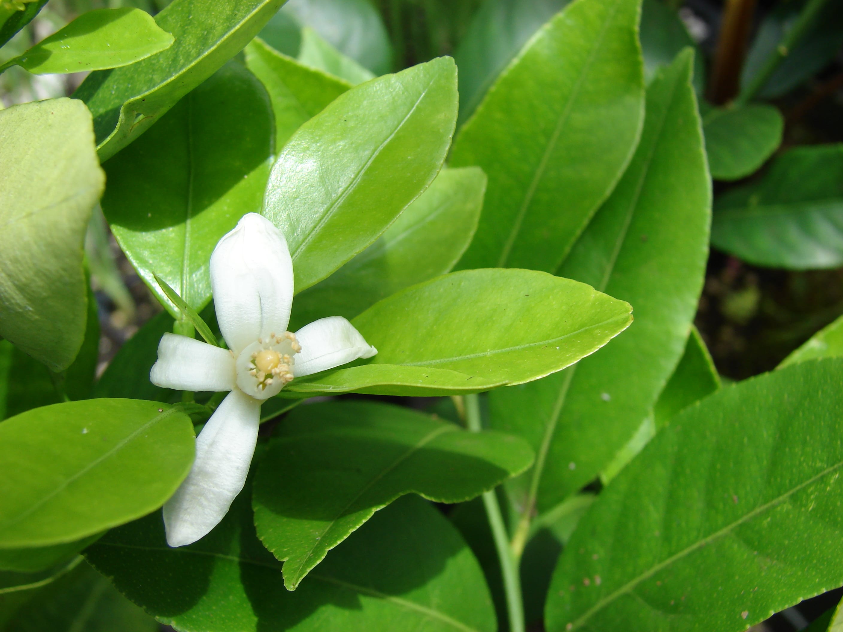 Citrofortunella microcarpa