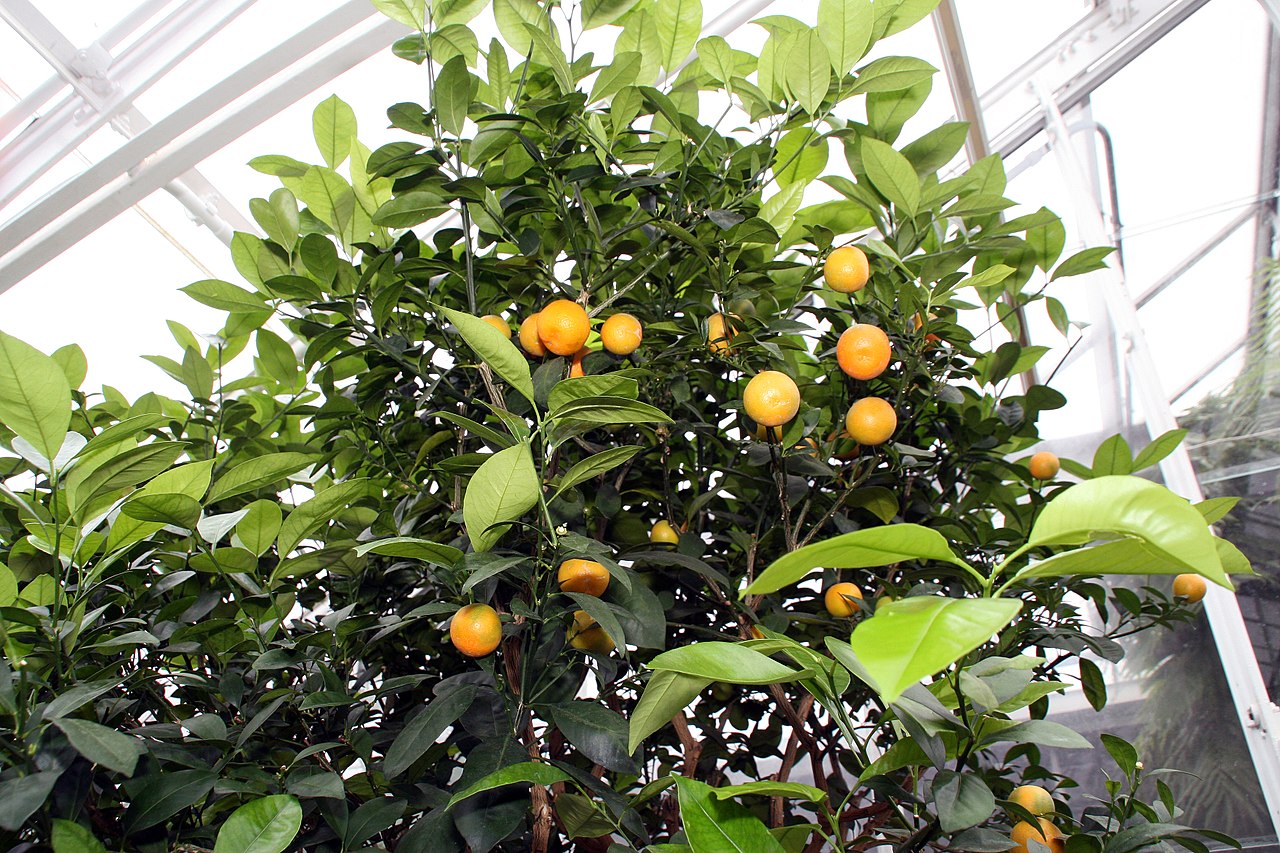 El calamondín es un arbusto
