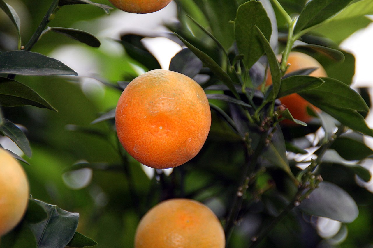 El calamondin es un frutal pequeño
