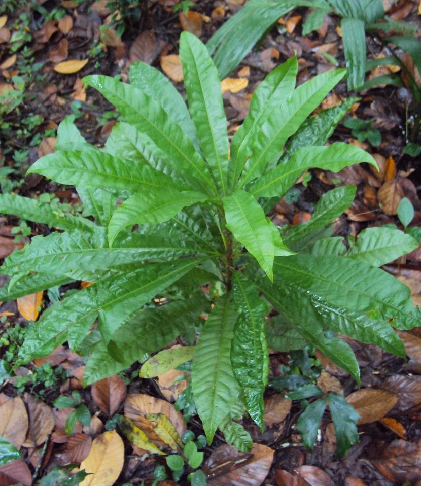 Planta joven de canistel en maceta