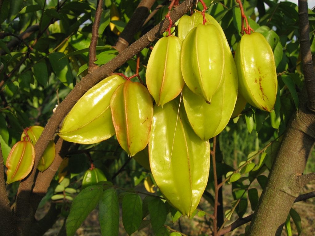 Carambola: cultivo, variedades y precauciones del star fruit