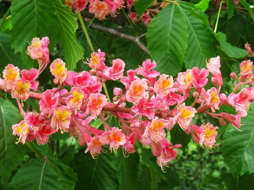 Castaño de flor rosa