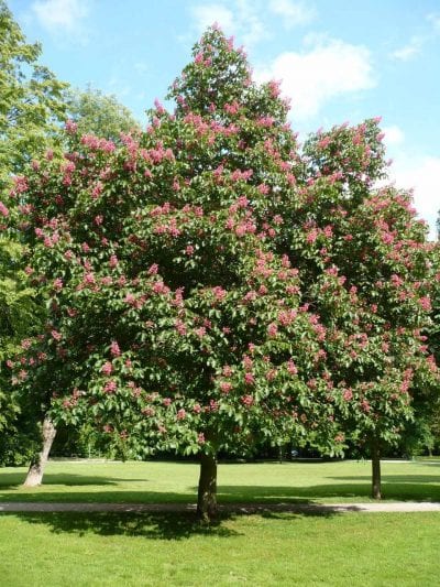 Castaño de flor rosa