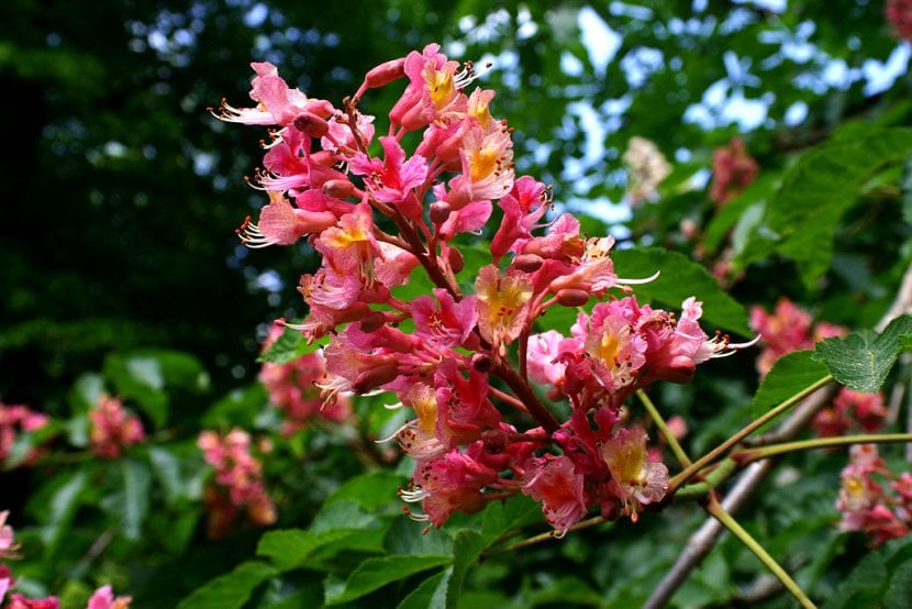 Flor del Aesculus x carnea