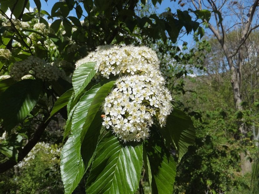 Las flores del Prunus serotina son blancas