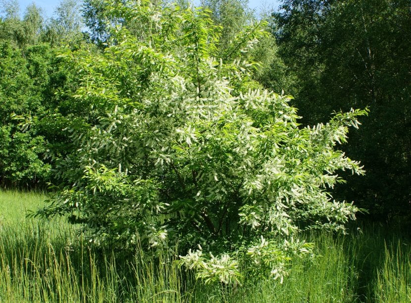 Prunus serotina