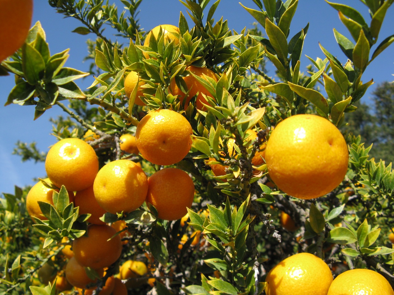 Los frutos del chinoto se parecen a las naranjas