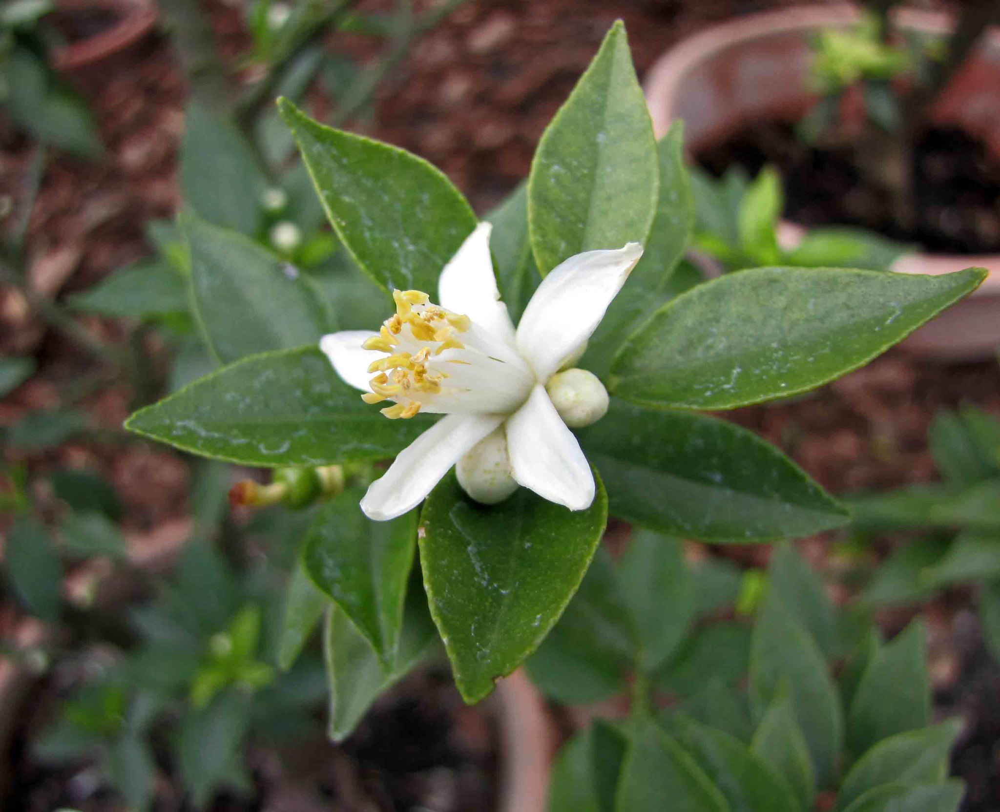La flor del chinoto es blanca