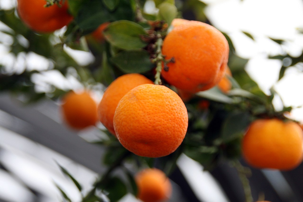 Los frutos del chinoto son redondeados