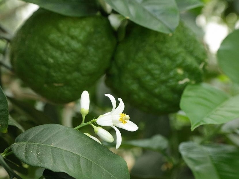 Flor de Citrus medica con los botones teñidos de púrpura