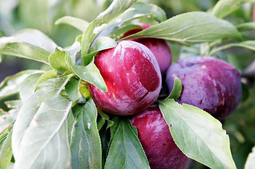 ciruela roja en arbol donde se puede apreciar mejor de tan cerca