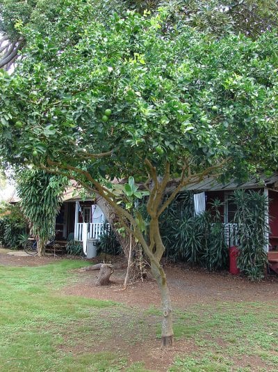Ejemplar de Citrus aurantiifolia en un jardín