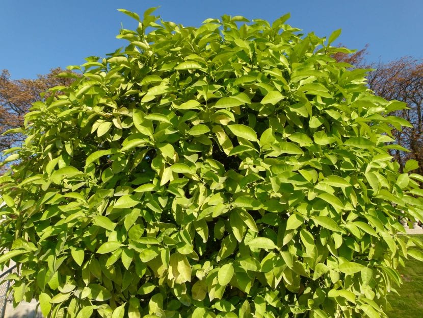 Árbol de Citrus aurantium, el naranjo amargo