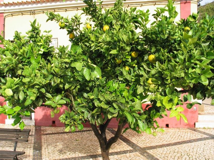 Árbol de pomelo en un patio, donde queda fenomenal