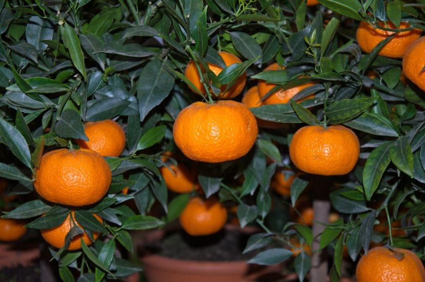 Vista del Citrus reticulata