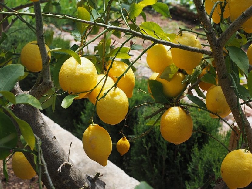 Vista del limonero