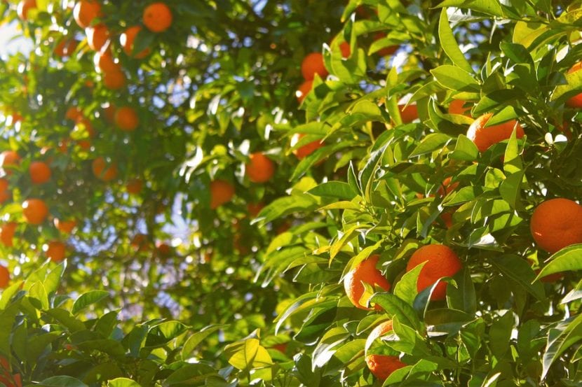 El naranjo es un árbol frutal