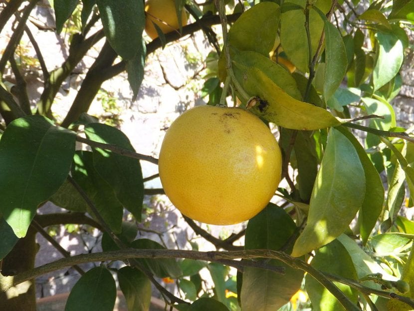 El pomelo es un árbol decorativo y frutal