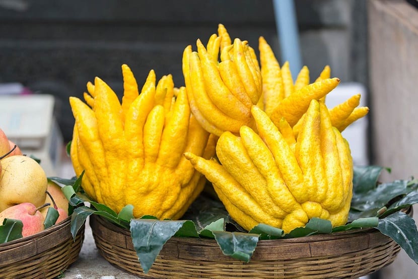 Cómo se debe comer el Cidro