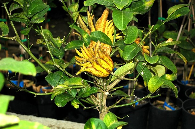 Cuidados del Cidro