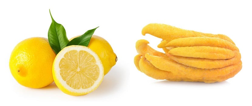 Diferentes tipos de limones