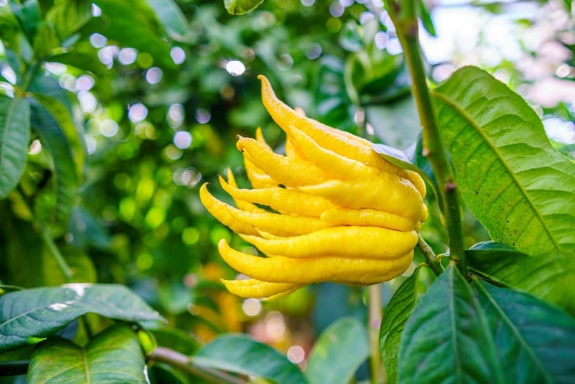 Limón de mano de buda (Citrus medica)
