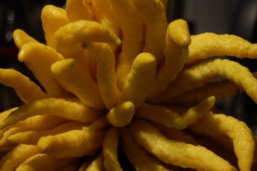 Plagas y enfermedades del limón mano de Buda
