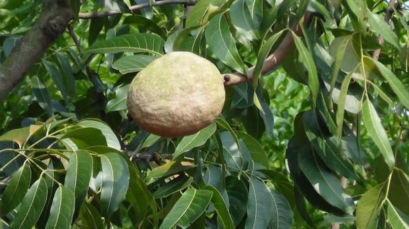 Árboles frutales
