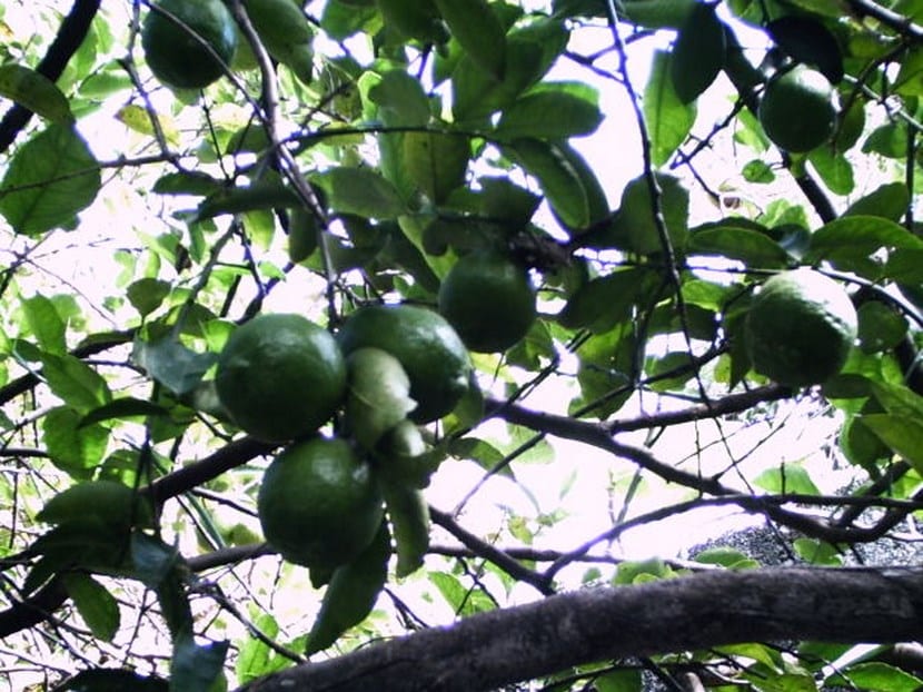 Árboles frutales