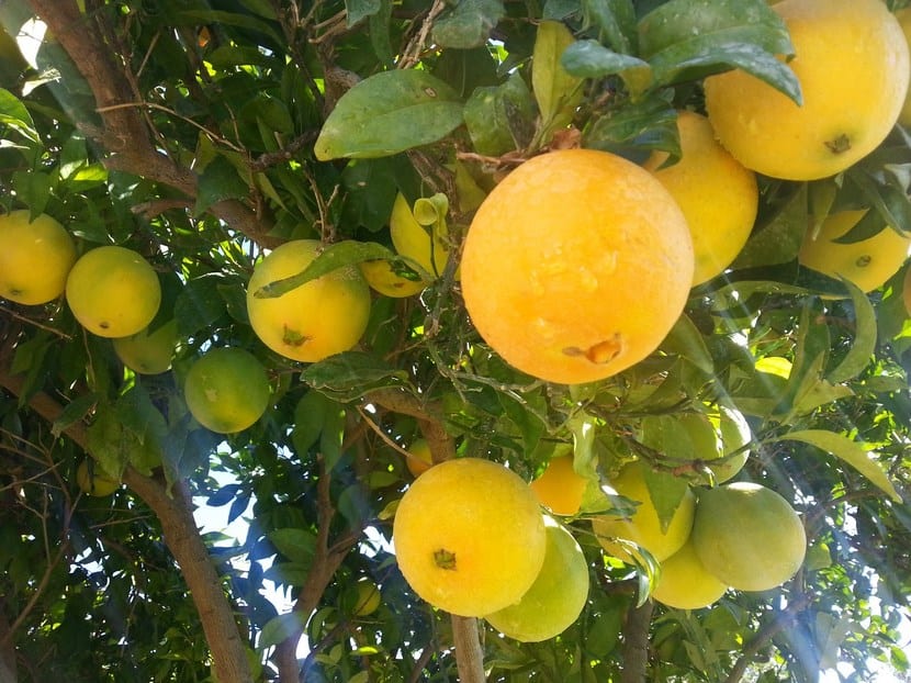 Árboles frutales