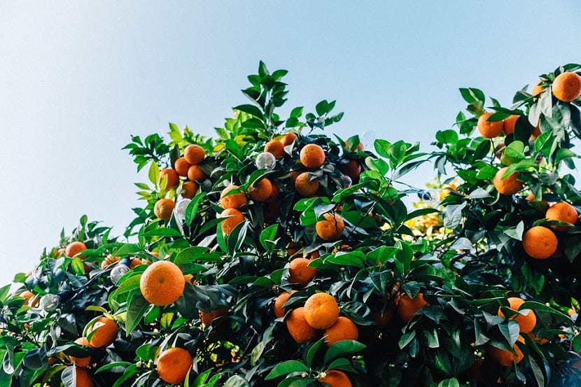La clementina es un fruto que proviene de un árbol conocido como clementinero o citrus clementina