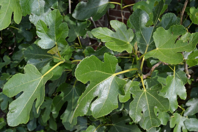 Hojas de la higuera