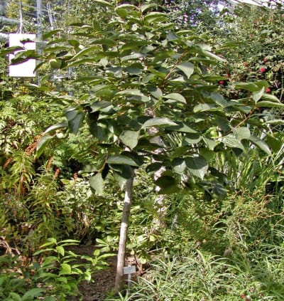 Árbol de caqui