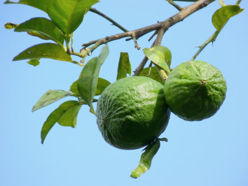 Citrus autantiifolia