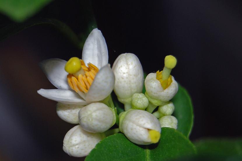 Flores de la lima