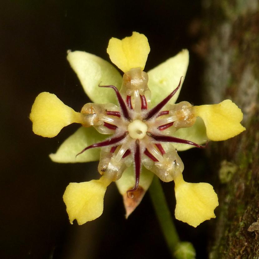 Flor de cacao