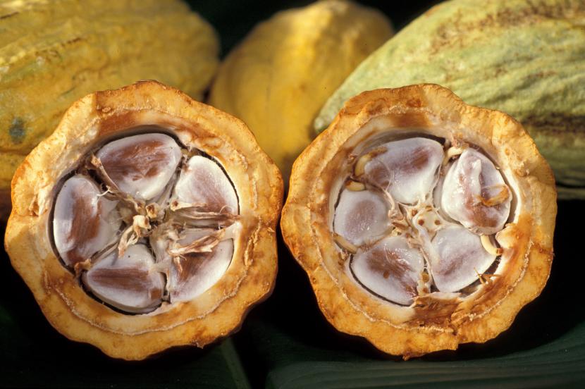 Frutos cacao